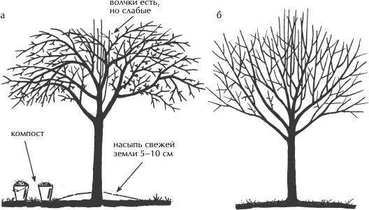 Иллюстрация к книге — Большая книга сада и огорода по-новому [i_034.jpg]