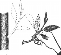 Иллюстрация к книге — Большая книга сада и огорода по-новому [i_038.jpg]