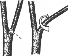 Иллюстрация к книге — Большая книга сада и огорода по-новому [i_039.jpg]