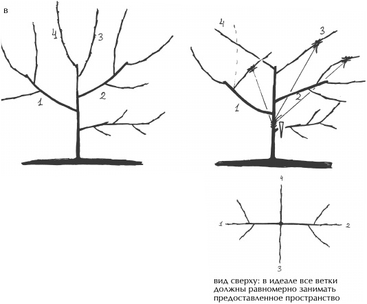 Иллюстрация к книге — Большая книга сада и огорода по-новому [i_042.jpg]
