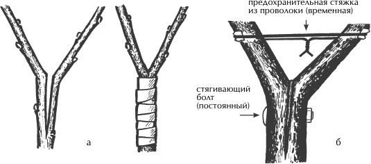 Иллюстрация к книге — Большая книга сада и огорода по-новому [i_044.jpg]