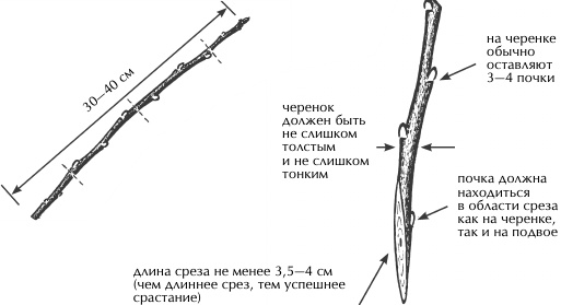 Иллюстрация к книге — Большая книга сада и огорода по-новому [i_045.jpg]