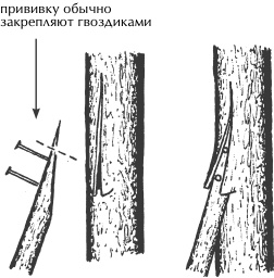Иллюстрация к книге — Большая книга сада и огорода по-новому [i_050.jpg]