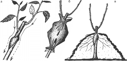 Иллюстрация к книге — Большая книга сада и огорода по-новому [i_053.jpg]