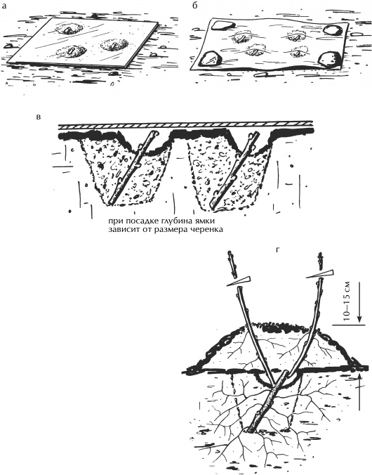 Иллюстрация к книге — Большая книга сада и огорода по-новому [i_054.jpg]