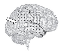 Иллюстрация к книге — Наука о мозге и миф о своем Я. Тоннель Эго [i_009.jpg]