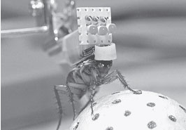 Иллюстрация к книге — Наука о мозге и миф о своем Я. Тоннель Эго [i_020.jpg]