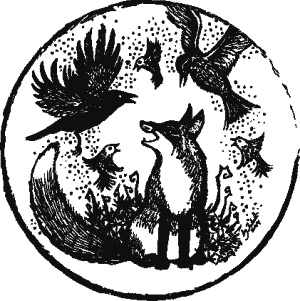 Иллюстрация к книге — Дикая магия [_062.jpg]