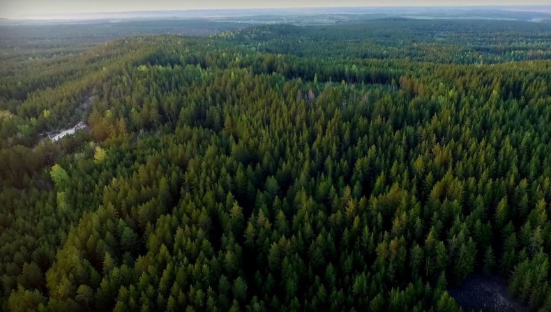 Иллюстрация к книге — Молния среди леса [_13.jpg]