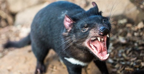 Иллюстрация к книге — Молния среди леса [_26.jpg]