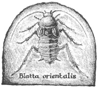 Иллюстрация к книге — Магия, зло и бриллиант. Чисто убийственная трилогия [i_006.jpg]