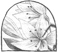 Иллюстрация к книге — Магия, зло и бриллиант. Чисто убийственная трилогия [i_020.jpg]