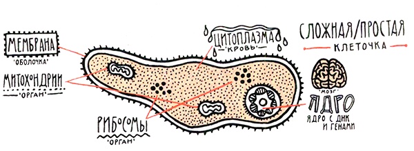 Иллюстрация к книге — Загадка жизни и грязные носки Йоса Гротьеса из Дрила [i_058.jpg]