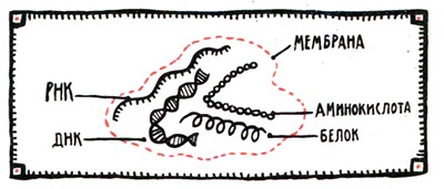 Иллюстрация к книге — Загадка жизни и грязные носки Йоса Гротьеса из Дрила [i_060.jpg]