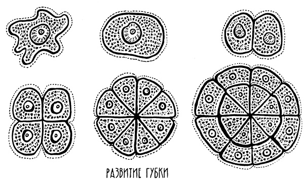 Иллюстрация к книге — Загадка жизни и грязные носки Йоса Гротьеса из Дрила [i_070.jpg]