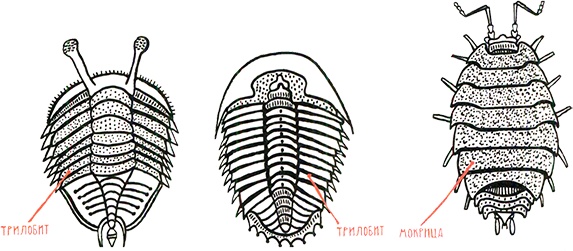 Иллюстрация к книге — Загадка жизни и грязные носки Йоса Гротьеса из Дрила [i_079.jpg]
