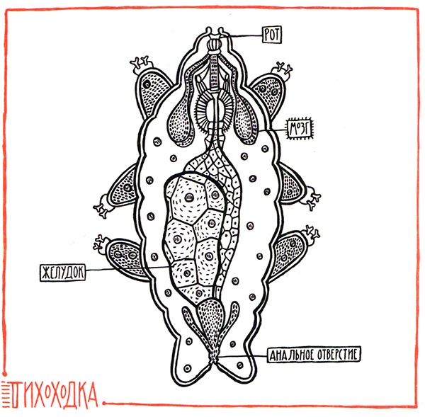 Иллюстрация к книге — Загадка жизни и грязные носки Йоса Гротьеса из Дрила [i_106.jpg]