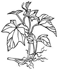 Иллюстрация к книге — Империя Дикого леса [i_060.jpg]