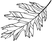 Иллюстрация к книге — Империя Дикого леса [i_064.jpg]