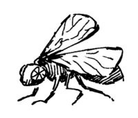 Иллюстрация к книге — Загадка старого клоуна [i_043.jpg]