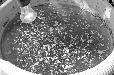 Иллюстрация к книге — Как избавиться от вредителей и болезней, не навредив себе [i_006.jpg]