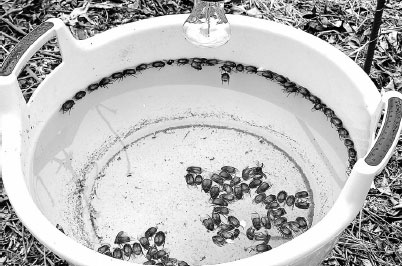 Иллюстрация к книге — Как избавиться от вредителей и болезней, не навредив себе [i_007.jpg]