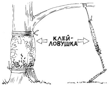 Иллюстрация к книге — Как избавиться от вредителей и болезней, не навредив себе [i_008.jpg]