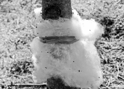 Иллюстрация к книге — Как избавиться от вредителей и болезней, не навредив себе [i_009.jpg]