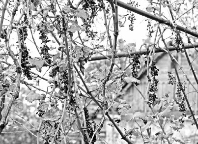 Иллюстрация к книге — Как избавиться от вредителей и болезней, не навредив себе [i_010.jpg]