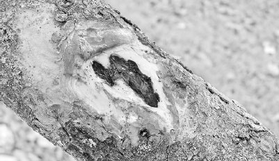 Иллюстрация к книге — Как избавиться от вредителей и болезней, не навредив себе [i_015.jpg]