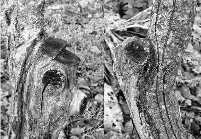 Иллюстрация к книге — Как избавиться от вредителей и болезней, не навредив себе [i_017.jpg]