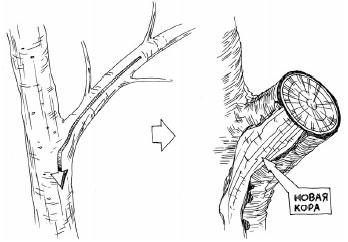 Иллюстрация к книге — Как избавиться от вредителей и болезней, не навредив себе [i_019.jpg]