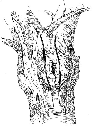 Иллюстрация к книге — Как избавиться от вредителей и болезней, не навредив себе [i_021.jpg]