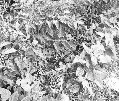 Иллюстрация к книге — Как избавиться от вредителей и болезней, не навредив себе [i_024.jpg]