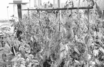 Иллюстрация к книге — Как избавиться от вредителей и болезней, не навредив себе [i_027.jpg]