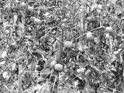 Иллюстрация к книге — Как избавиться от вредителей и болезней, не навредив себе [i_029.jpg]