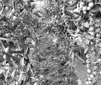 Иллюстрация к книге — Как избавиться от вредителей и болезней, не навредив себе [i_030.jpg]