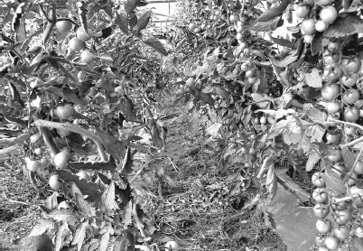 Иллюстрация к книге — Как избавиться от вредителей и болезней, не навредив себе [i_031.jpg]