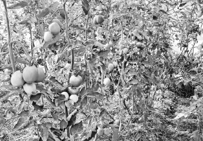 Иллюстрация к книге — Как избавиться от вредителей и болезней, не навредив себе [i_033.jpg]