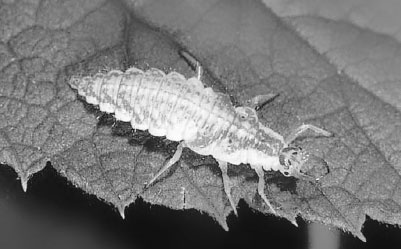 Иллюстрация к книге — Как избавиться от вредителей и болезней, не навредив себе [i_038.jpg]