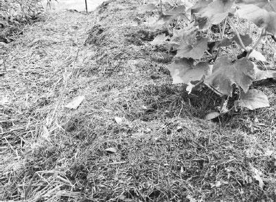 Иллюстрация к книге — Как избавиться от вредителей и болезней, не навредив себе [i_049.jpg]