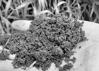 Иллюстрация к книге — Как избавиться от вредителей и болезней, не навредив себе [i_060.jpg]