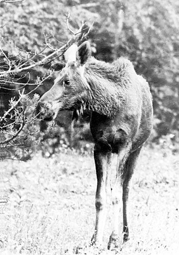 Иллюстрация к книге — В глуши таёжной (сборник) [i_007.jpg]