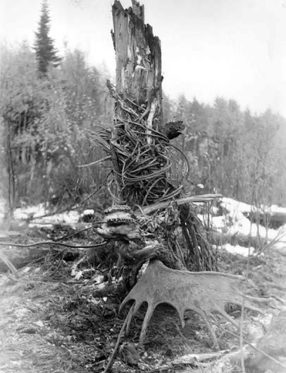 Иллюстрация к книге — В глуши таёжной (сборник) [i_008.jpg]