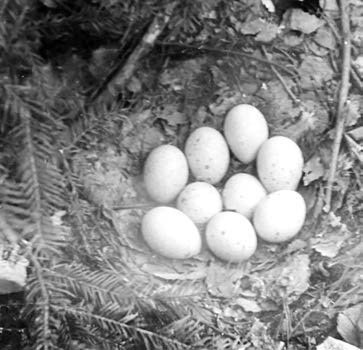 Иллюстрация к книге — В глуши таёжной (сборник) [i_010.jpg]