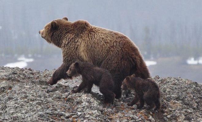 Иллюстрация к книге — В глуши таёжной (сборник) [i_013.jpg]