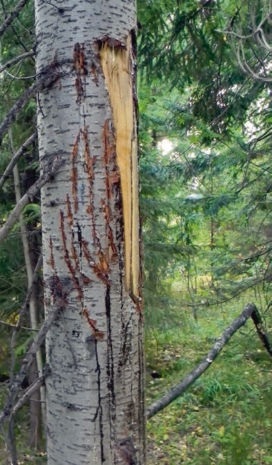 Иллюстрация к книге — В глуши таёжной (сборник) [i_016.jpg]