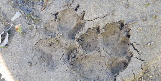 Иллюстрация к книге — В глуши таёжной (сборник) [i_018.jpg]