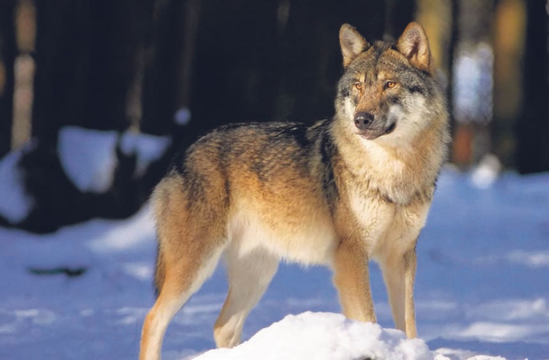 Иллюстрация к книге — В глуши таёжной (сборник) [i_019.jpg]