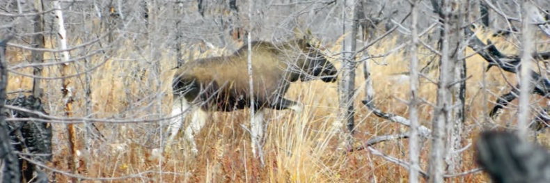 Иллюстрация к книге — В глуши таёжной (сборник) [i_020.jpg]